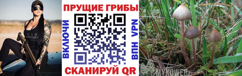 Галлюциногенные грибы Psilocybe Сенгилей