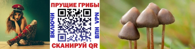 купить   Сенгилей  Галлюциногенные грибы Psilocybe 